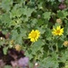 Parry's Rockdaisy - Photo (c) Michelle, some rights reserved (CC BY), uploaded by Michelle