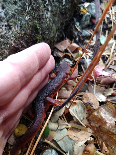 Taricha sierrae