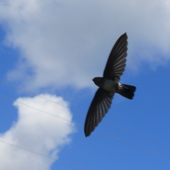 Satin Swiftlet photo 2