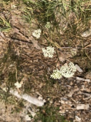 Ligusticum grayi
