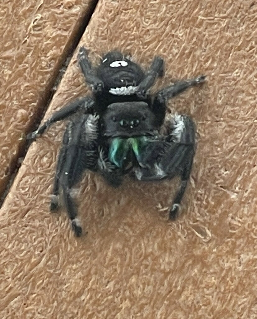 Regal Jumping Spider from Manatee, Florida, United States on May 30 ...