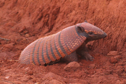 Six-banded Armadillo (Euphractus sexcinctus)