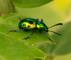 Platycorynus decemnotatus