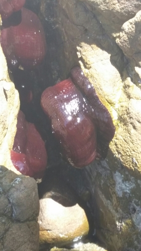 Actinia tenebrosa