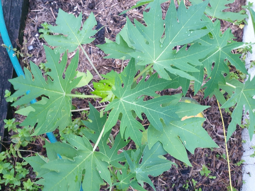 Papaya from Twin Waters QLD 4564, Australia on March 21, 2023 at 0614