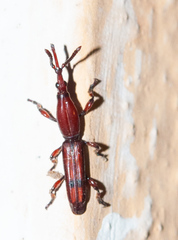 Brentinae