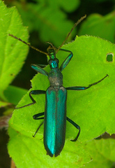 Prionoceridae