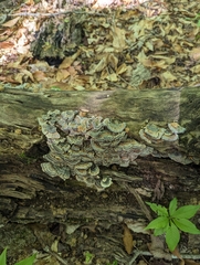 Trametes versicolor image