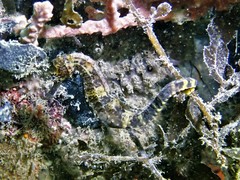 Hippocampus comes