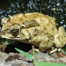Asian Common Toad - Photo (c) Amaël Borzée, some rights reserved (CC BY-NC), uploaded by Amaël Borzée