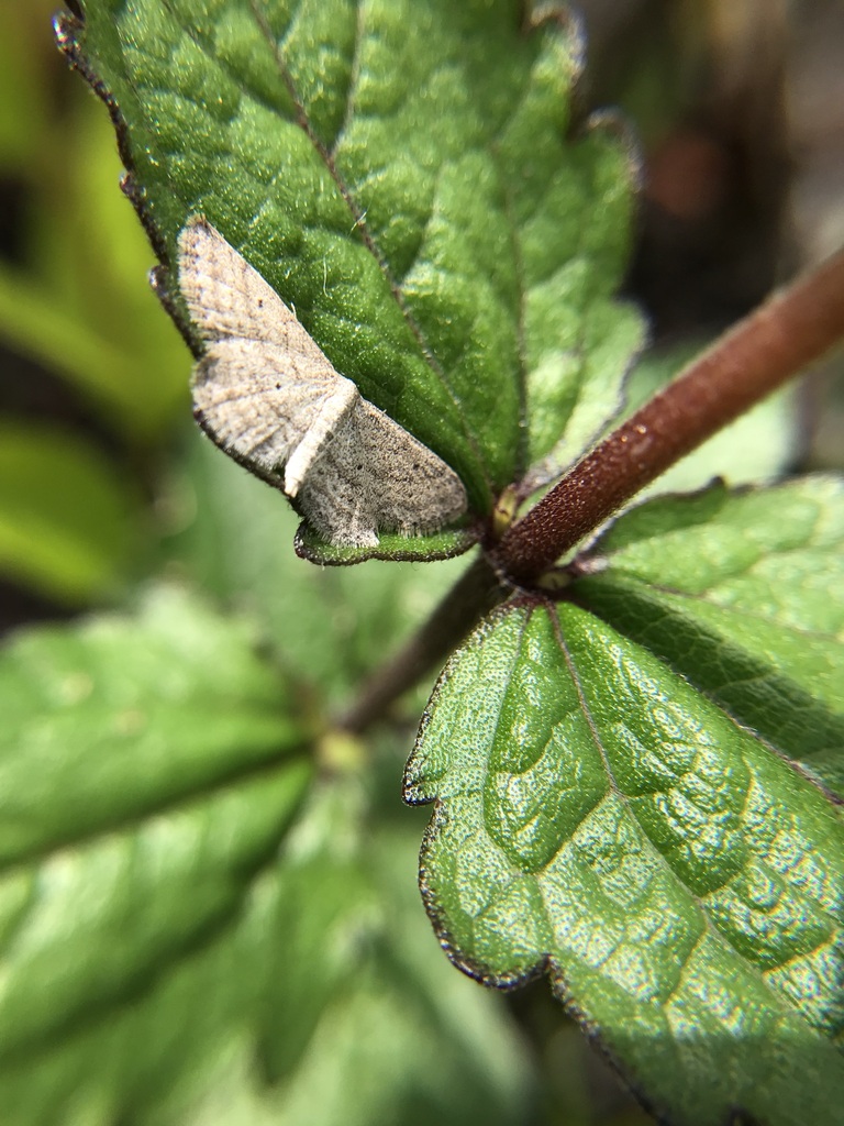 Geometer Moths from Horry County, SC, USA on May 30, 2023 at 10:00 AM ...