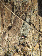 Mesites pallidipennis