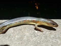 Plestiodon chinensis