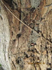 Mesites pallidipennis