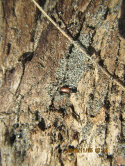 Mesites pallidipennis