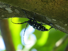 Anoplophora chinensis