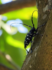 Anoplophora chinensis