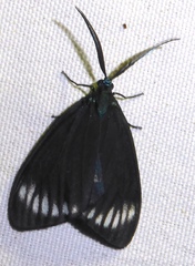 Cyclosia panthona
