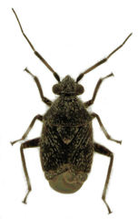 Charagochilus