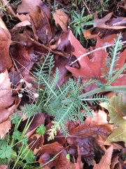 Achillea millefolium