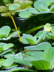 Ceriagrion fallax