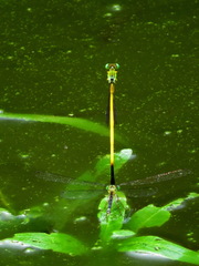 Ceriagrion fallax