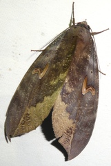Phyllodes consobrina