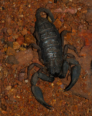 Scorpiops