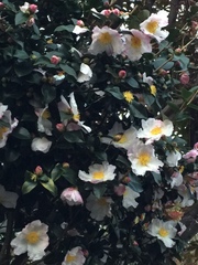 Camellia sasanqua