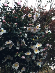 Camellia sasanqua