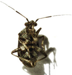 Charagochilus