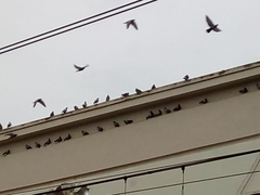 Columba livia domestica