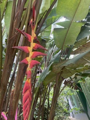 Heliconia pogonantha image