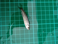 Opsariichthys pachycephalus