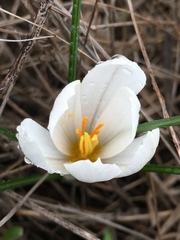 Crocus aleppicus