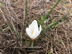 Crocus aleppicus
