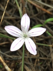 Dianthus strictus
