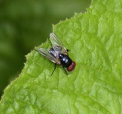 Calyptratae