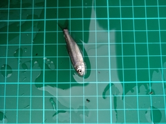 Opsariichthys pachycephalus