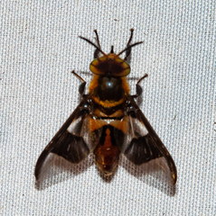 Chrysopsinae