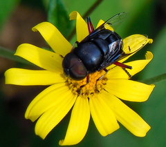 Phytomia