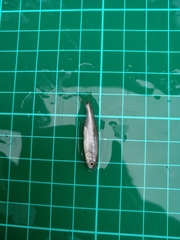 Opsariichthys pachycephalus