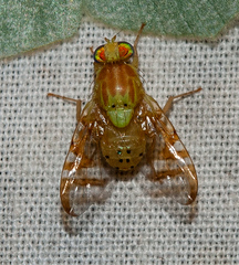Diptera