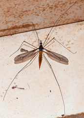 Tipulomorpha