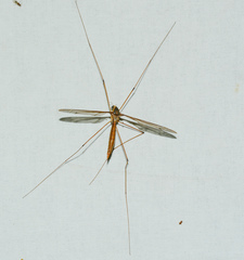 Tipulomorpha