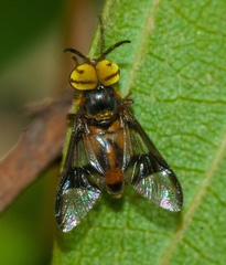 Chrysopsinae