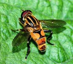 Helophilina