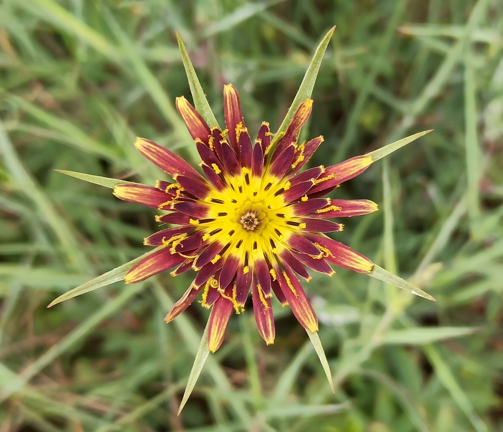 Goatsbeard
