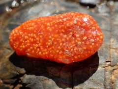 Aplidium benhami