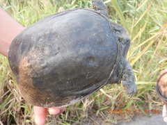 Pelodiscus sinensis